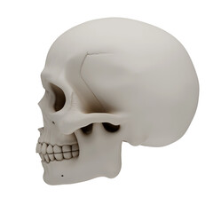 3D human skull anatomy model isolated on transparent background, realistic bone texture craniofacial skeleton for medical education, science research, halloween horror or gothic art design.