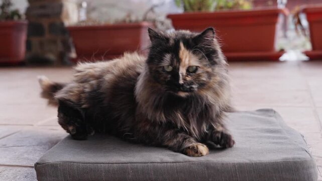 Fluffy tortoiseshell cat waking up on a patio pillow