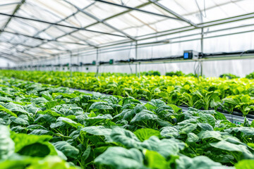 Lush green plants thriving in a bright modern greenhouse environment.