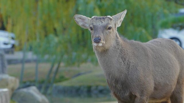 奈良公園の雄鹿