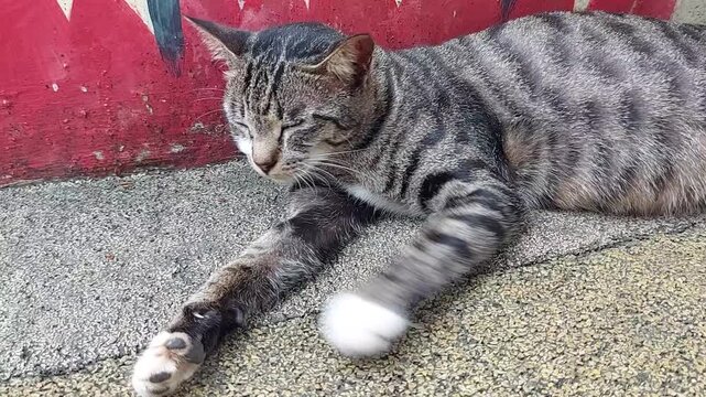 Cute cat sleeping on the cement floor. Cute cat black-white hairs color