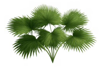 Green palm leaves with fan fronds, tropical foliage element on transparent background for nature and botany designs