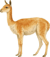 Fototapeta premium Vector watercolor illustration of a llama vicuna