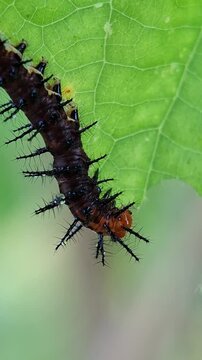Tawny coster caterpillar eating Bush Passion Fruit Leaf, Acraea Terpsicore and Passiflora foetida