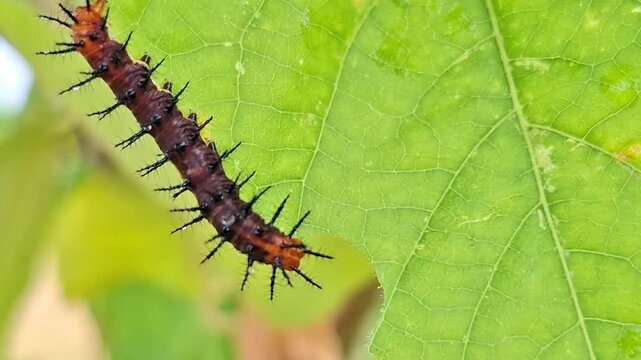 Tawny coster caterpillar eating Bush Passion Fruit Leaf, Acraea Terpsicore and Passiflora foetida