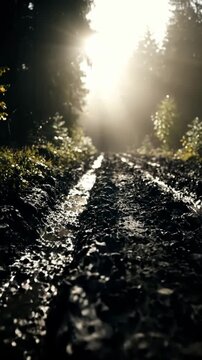Sunlight streams through a misty forest onto a muddy, rutted path. The wet ground reflects the light, creating a dramatic and atmospheric scene.