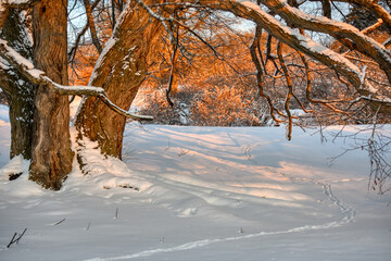Early morning snow scene with trees