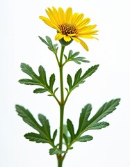 Fototapeta premium Yellow rhodiola rosea flower and green leaves isolated on white. Golden blossom grows on stem. Plant used for herbal medicine and healthy remedies. Nature floral beauty.