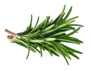 Fresh sprig of rosemary against a black background. Detailed, isolated shot of the herb