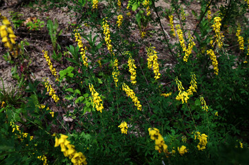 Yellow flower of black broom plant, Lembotropis nigricans.