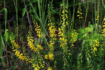 Yellow flower of black broom plant, Lembotropis nigricans.