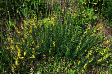 Yellow flower of black broom plant, Lembotropis nigricans.