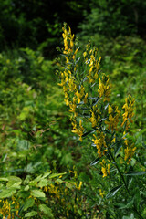 Yellow flower of black broom plant, Lembotropis nigricans.