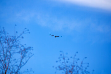 Fototapeta premium An eagle soars in the sky, with blurred tree branches visible in front