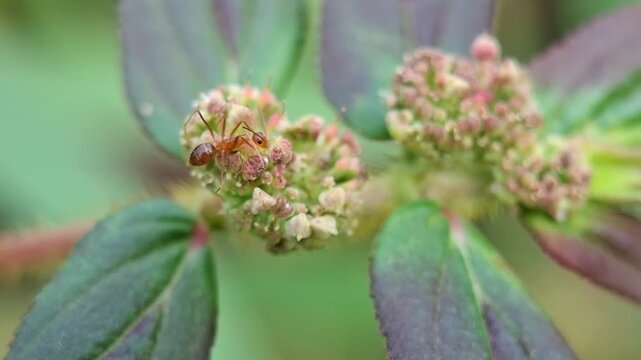 Yellow Crazy ant looking for nectar in asthma plant flowers, Anoplolepis gracilipes and Euphorbia hirta