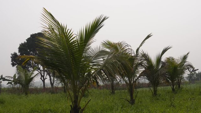 Row of tall coconut palm trees standing in lush green grassland landscape