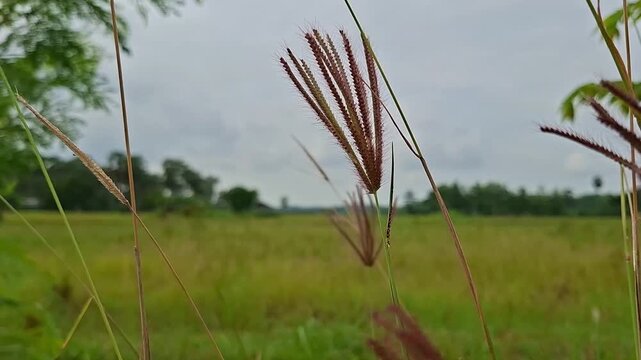 Feather fingergrass blowing in the wind, Chloris virgata