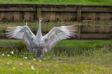 A sandhill crane stands in a beautiful pond in Pasco County, Tampa Bay, Florida, with its wings fully spread while feeding in the shallow water. The wide wings create a striking display of motion and 