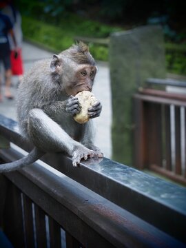 Baby monkey eating snack