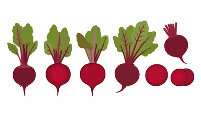 Fresh beetroot vegetable vector set with whole sliced and cut beets isolated on white background