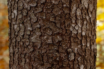 Close-up of the rough bark of a pine tree (Pinus). Botanical detail of a natural forest element. © Travel Studio Stock