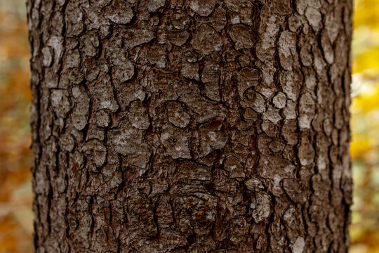 Close-up of the rough bark of a pine tree (Pinus). Botanical detail of a natural forest element.