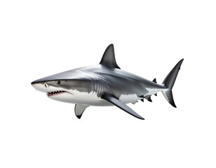 Fototapeta premium Great white shark in motion showcasing streamlined body, grey-blue dorsal shading, and sharp teeth