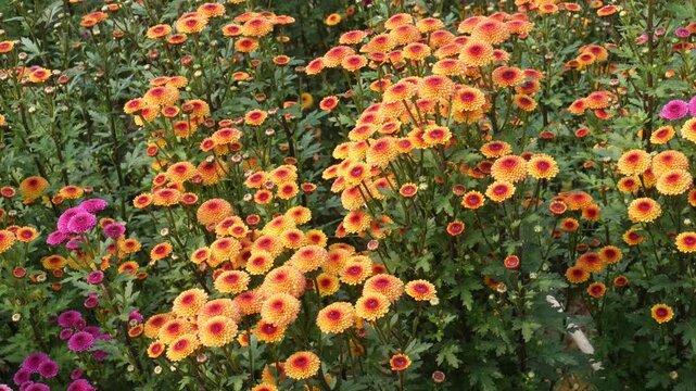 Orange Chrysanthemums Blooming in Vibrant Garden