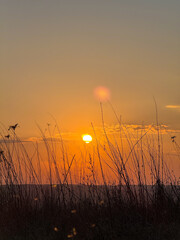 Golden hour sun setting behind silhouetted tall grass