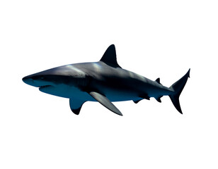 Obraz premium Mako shark in streamlined form with metallic skin and pointed fins swimming through open water