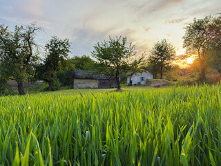 Lush green field with rural houses at sunset
