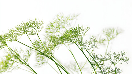 Fresh green dill herbs on white background, natural aromatic seasoning for cooking