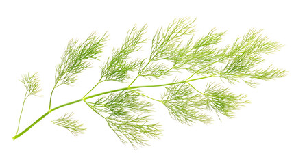 Fresh green dill sprig on white background, aromatic herb for cooking and garnish.