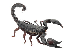Mortal kombat character with curved tail and large pedipalps, dark exoskeleton and reddish legs,