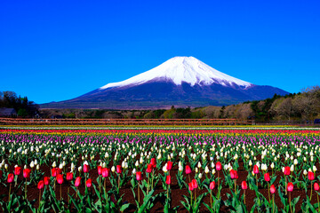チューリップ畑から望む冠雪した富士山