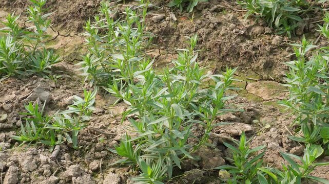 Young Sesbania seedlings emerging from moist soil in agricultural field