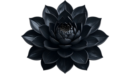 Intricately detailed, fully open black flower against a pure black background