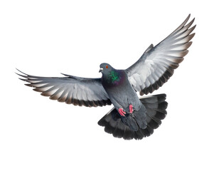 Obraz premium A pigeon gracefully in flight against a stark black background, showcasing its extended wings