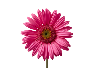 Serene tropical landscape with lush green paddy field and palm trees at sunrise