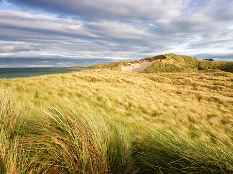 costal grasses