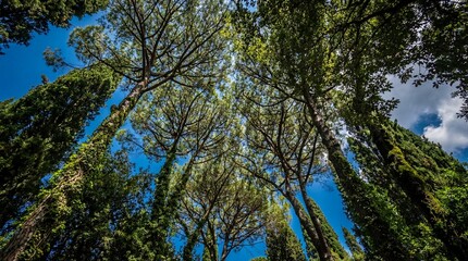 Fototapeta premium Tall trees with green leaves against blue sky and clouds