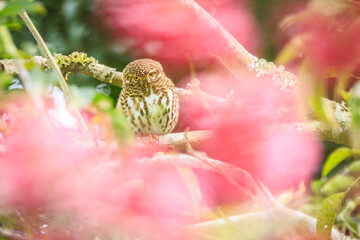 Collared Pygmy Owl peeking through dreamy pink flower blossoms.