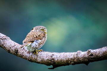 Close-up of a Collared Pygmy Owl perched on a tree branch with blurred green forest background