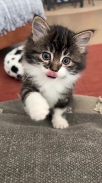 Gatito mestizo saltando sobre un coj&iacute;n en c&aacute;mara lenta