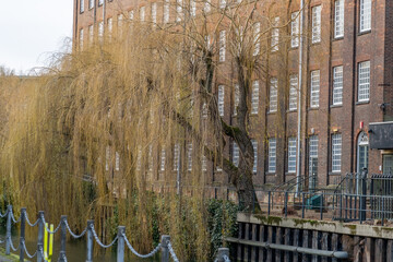 Weeping willow on the river bank of the River Wensum in the city of Norwich