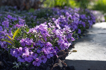 Creeping Phlox