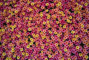 A mesmerizing display of blossoms in shades of pink, orange, and yellow adorns a wall in a sunlit garden, inviting visitors to admire the vibrant beauty and fresh scent of nature Generative AI