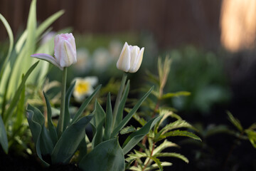 Tulips