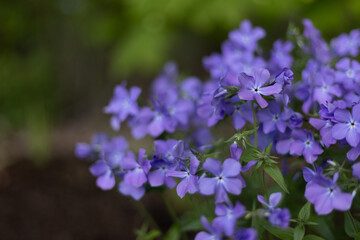 Creeping Phlox