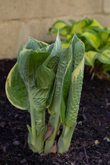 Hosta Shoots